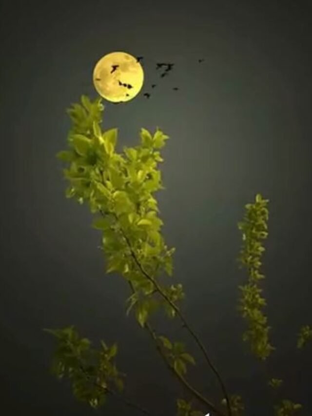 آه اگر در پرده یک دم